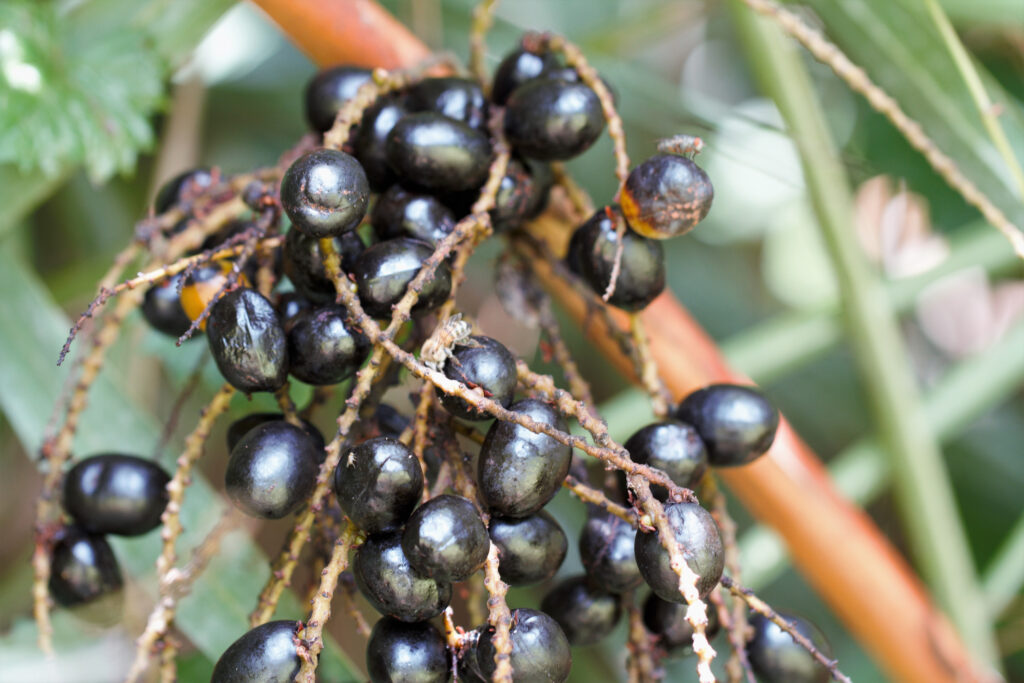Closeup Of Ripe Saw Palmetto Berries In Tropical Environment In South Florida Alt Medicine Plant